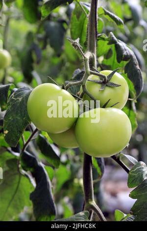 Doha, Città del Messico, Qatar. 3rd luglio 2022. 3 luglio 2022, Doha, Qatar: Dettaglio dei pomodori verdi durante la stagione di raccolta nella zona serra. Il 3 luglio 2022 a Doha, Qatar. (Credit Image: © Sidhik Keerantakath/eyepix via ZUMA Press Wire) Foto Stock