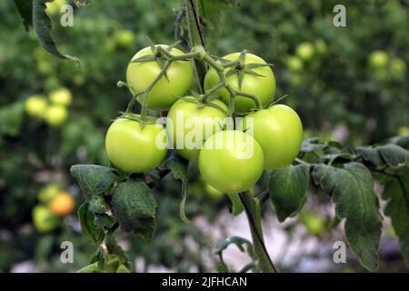 Doha, Città del Messico, Qatar. 3rd luglio 2022. 3 luglio 2022, Doha, Qatar: Dettaglio dei pomodori verdi durante la stagione di raccolta nella zona serra. Il 3 luglio 2022 a Doha, Qatar. (Credit Image: © Sidhik Keerantakath/eyepix via ZUMA Press Wire) Foto Stock