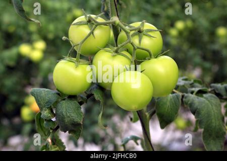 Doha, Città del Messico, Qatar. 3rd luglio 2022. 3 luglio 2022, Doha, Qatar: Dettaglio dei pomodori verdi durante la stagione di raccolta nella zona serra. Il 3 luglio 2022 a Doha, Qatar. (Credit Image: © Sidhik Keerantakath/eyepix via ZUMA Press Wire) Foto Stock