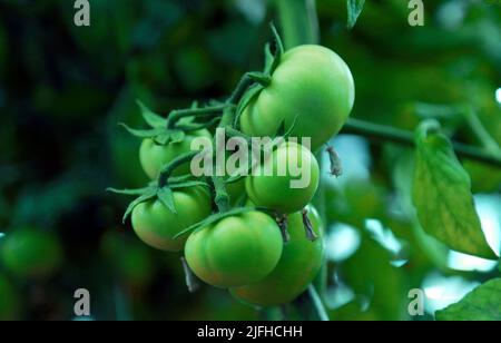 Doha, Città del Messico, Qatar. 3rd luglio 2022. 3 luglio 2022, Doha, Qatar: Dettaglio dei pomodori verdi durante la stagione di raccolta nella zona serra. Il 3 luglio 2022 a Doha, Qatar. (Credit Image: © Sidhik Keerantakath/eyepix via ZUMA Press Wire) Foto Stock