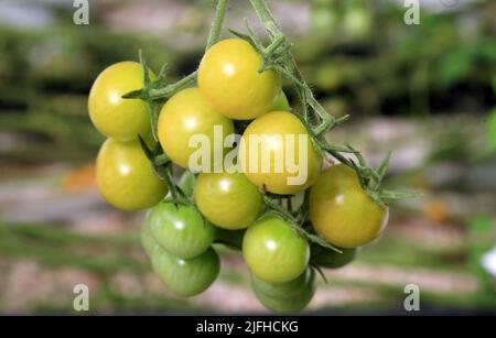 Doha, Città del Messico, Qatar. 3rd luglio 2022. 3 luglio 2022, Doha, Qatar: Dettaglio dei pomodori verdi durante la stagione di raccolta nella zona serra. Il 3 luglio 2022 a Doha, Qatar. (Credit Image: © Sidhik Keerantakath/eyepix via ZUMA Press Wire) Foto Stock