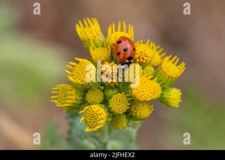 Sette-spot ladybird (Coccinella septempunctata) su fiori di ragwort durante l'estate, Inghilterra, Regno Unito Foto Stock