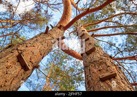 Tronchi di pini adatti per un muro di arrampicata. Vista dal basso di gradini fatti di blocchi di legno inchiodato ad un albero, closeup Foto Stock