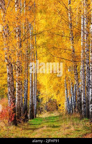 Bosco di betulla nella giornata autunnale soleggiata, bellissimo paesaggio attraverso fogliame e tronchi di alberi Foto Stock