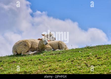 Pecora sulla diga il 02 luglio 2022 a Wyk, Foehr Island, Germania. © Peter Schatz / Alamy Foto d'archivio Foto Stock