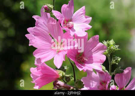 primo piano dei fiori rosa di lavatera olbia in un letto di fiori Foto Stock