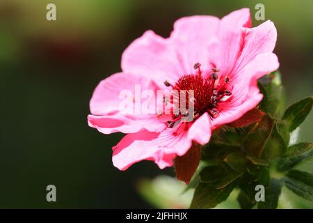 primo piano di una bella rosa potenzila nepalensis contro uno sfondo verde sfocato, spazio copia Foto Stock