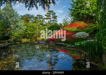 Idilliaca vista sulla collina rododendro di fiori rossi e bianchi di questi cespugli a Parigi nel parco Albert Kahn. Vicino stagno con carpe KOI, libanese ceda Foto Stock