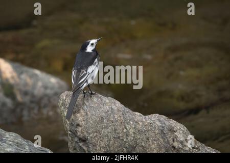 Il pied wagtail è visto attraverso le città e la campagna con le marcature in bianco e nero con una lunga coda che lo rende facile da identificare come ho Foto Stock