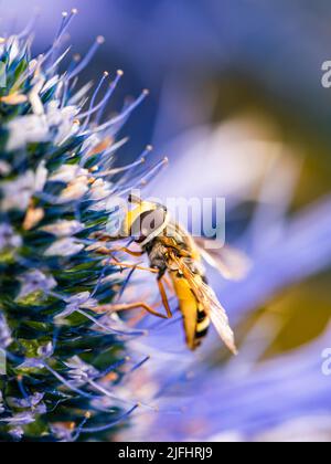 Hoverfly, Hoverflies, Syrphidae su fiore blu Foto Stock