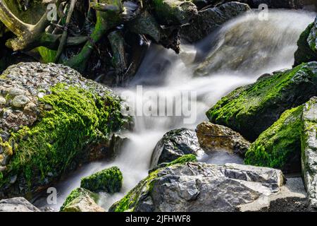 L'acqua scorre su rocce coperte di muschio in un ruscello Foto Stock