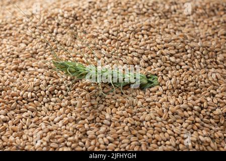 Sfondo di spighe di grano giacciono su grani di grano dorato sparsi su tavola di legno. Foto Stock