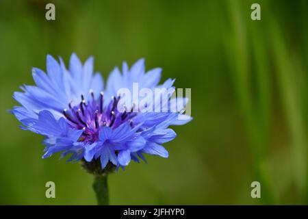 Centaurea cyanus, Fiordaliso, bachelor del pulsante Foto Stock