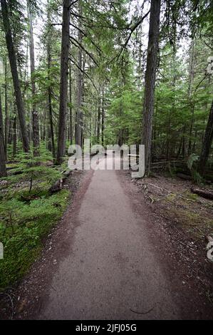 Johns Lake Loop Trail nel Glacier National Park, Montana, nella mattinata estiva sovrastante. Foto Stock