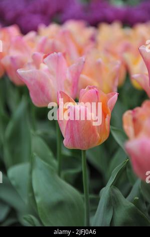 Tulipani Triumph rosa-arancio (Tulipa) Passio Dolce fioritura in un giardino nel mese di aprile Foto Stock