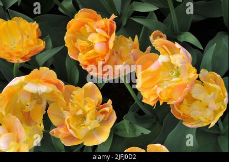 Arancione-giallo doppio tulipani (Tulipa) Peach Melba fiorire in un giardino nel mese di aprile Foto Stock