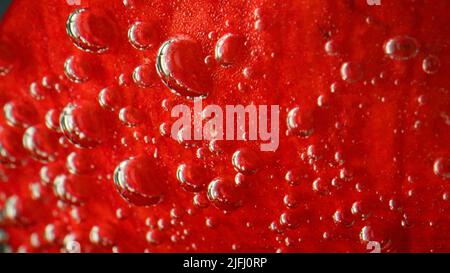 Primo piano di petalo di fiori rossi con bolle d'aria. Riprese in stock. Fiore rosso brillante sott'acqua. Foto Stock