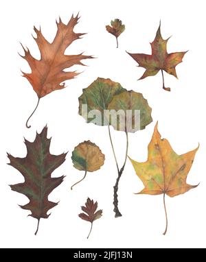 Grande set di foglie autunnali disegnate a mano in acquerello. Elementi floreali su sfondo bianco per creare motivi, composizioni, cartoline, inviti Foto Stock