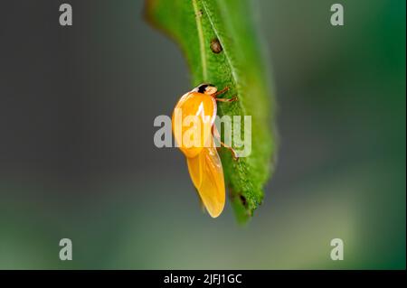harlequin Ladybug appena schiusa, Harmonia axyridis, appoggiato su una foglia, asciugando ali che cambierà colore a marrone Foto Stock