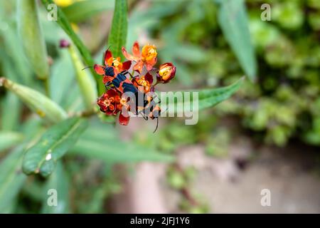 grande bug dell'erba mungente . Oncopeltus fasciatus. Si nutre sui semi, foglie e steli della pianta di munghie .Milkweed bug accoppiamento Foto Stock