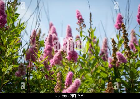 Lilla estiva (Buddleja davidii) Foto Stock