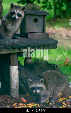 I raccoons selvatici mangiano una varietà di carote e cereali senza zucchero da una stazione di alimentazione della fauna selvatica del cortile, 30 giugno 2022, a Coden, Alabama. Foto Stock