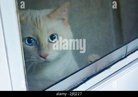 Blue, un gatto Siamese della punta della fiamma, guarda fuori una porta dello schermo, 30 giugno 2022, a Coden, Alabama. Foto Stock