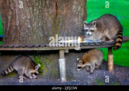 Una madre raccoon ed i suoi bambini mangiano le banane ad una stazione di alimentazione della fauna selvatica del cortile, 13 luglio 2021, a Coden, Alabama. Foto Stock