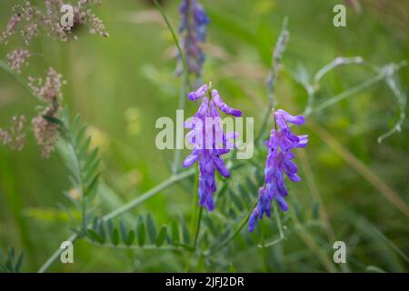 Attacco di uccelli (Vicia cracca) Foto Stock