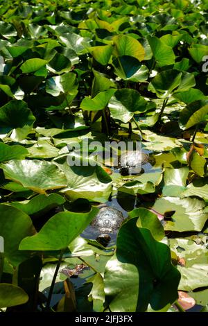 Coppia di tartarughe di terrapieno rosso o rosso-eato Trachemys scripta elegans tra le ninfee d'acqua lascia in stagno in ambiente urbano Foto Stock