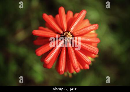 Un fiore di poker rosso caldo estremamente raro. Questa pianta è a volte chiamata il giglio della torcia a causa della parte superiore rossa. Questo è un fiore stagionale, raro in Inghilterra. Foto Stock