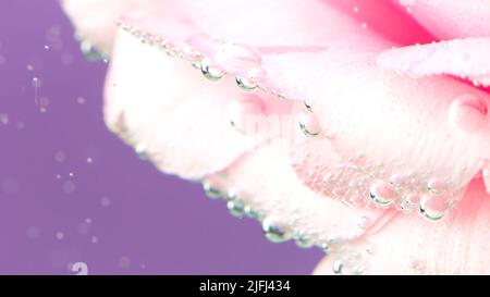 Freschezza, tenerezza e morbidezza in rose rosa in acqua fresca e limpida. Riprese in stock. Bolle d'aria sulla superficie del fiore, fiore isolato su sfondo viola Foto Stock