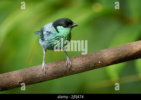 Tanager nero-capped - Stilpnia heinei uccello neotropico blu a Thraupidi, vive in montagne dell'Ecuador, Colombia e Venezuela in paesaggi aperti o Foto Stock