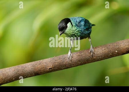 Tanager nero-capped - Stilpnia heinei uccello neotropico blu a Thraupidi, vive in montagne dell'Ecuador, Colombia e Venezuela in paesaggi aperti o Foto Stock