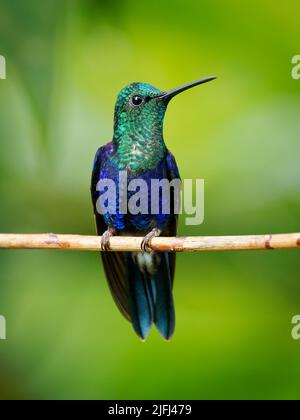 Crownymph crowned woodnymph - Talurania colombica uccello verde e blu nella famiglia dei colombini Trochilidae, trovato in Belize e Guatemala a Perù, blu e verde Foto Stock