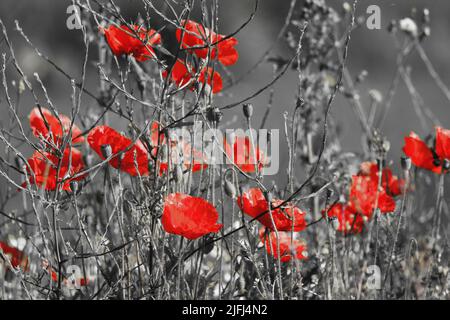 Un bel colpo di fiori di papavero rosso isolato su uno sfondo bianco e nero. Questo fiore è ancora usato come simbolo di ricordo. Foto Stock