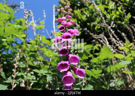 Splendidi fiori rosa hollyhock in un giardino, fotografati contro un cielo blu chiaro e verde sfondo fogliame Foto Stock