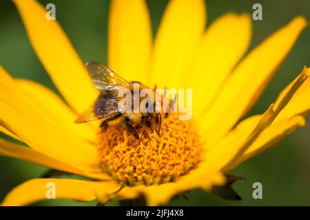 Ape selvaggia che alimenta su un fiore giallo Foto Stock