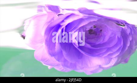 Primo piano di bocciolo di fiore di rosa viola che viene messo sott'acqua. Riprese in stock. Mettendo fiore in fiore capovolto in acqua trasparente. Foto Stock