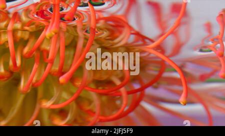 Incredibile germoglio di fiori di leucospermum arancione e giallo all'interno di acqua trasparente. Riprese in stock. Sfondo floreale estate in fiore. Foto Stock