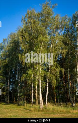 Birch Trees, Oder-Neisse Cycle Route, Lausitz, Brandeburgo, Germania Foto Stock