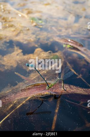 Maschio e femmina comune Damselfy blu, Enallagma cyathigerium, accoppiamento. Foto Stock