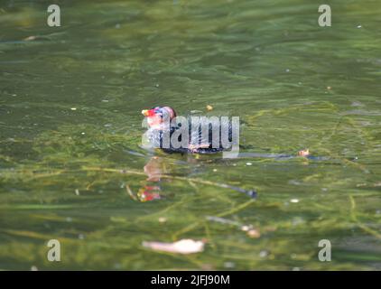 Il comune brughiera e pulcini, un uccello nero e marrone con un becco rosso e giallo. Nuoto in acqua di stagno. Foto Stock