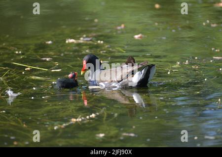 Il comune brughiera e pulcini, un uccello nero e marrone con un becco rosso e giallo. Nuoto in acqua di stagno. Foto Stock