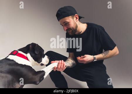 Nero e bianco americano Staffordshire Terrier dà zampa al suo proprietario grigio sfondo studio shot . Foto di alta qualità Foto Stock