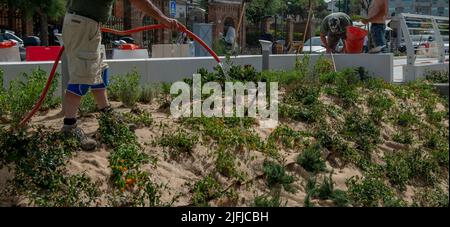 Cattolica Italia 21 giugno 2022: Giardinieri che piantano alberi per adornare il lungomare di Cattolica Foto Stock