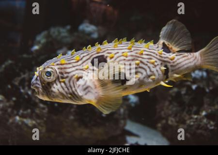 Primo piano su uno Spiny Box Puffer Fish in un acquario Foto Stock