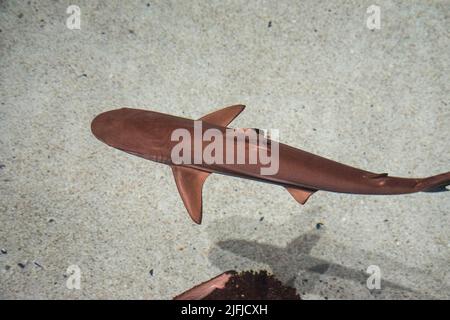 Piccolo squalo pinna nera che nuota in acque cristalline, con le loro ombre sull'acquario con fondo sabbioso. Foto Stock