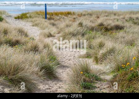 Percorso sabbioso attraverso dune alla spiaggia dell'oceano a Mount Maunganui, Nuova Zelanda. Foto Stock