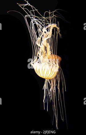 Atlantic Bay Nettle (Chrysaora Chesapeakei) galleggiante in un acquario serbatoio, con sottili tentacoli lunghi che si aggrovigliano con altri meduse. Foto Stock